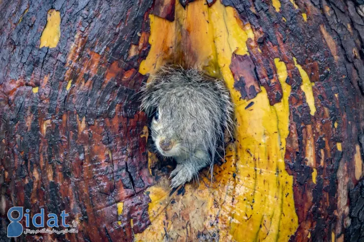 فینالیستهای مسابقه عکاسی کمدی حیاتوحش نیکون ۲۰۲۵ مشخص شدند