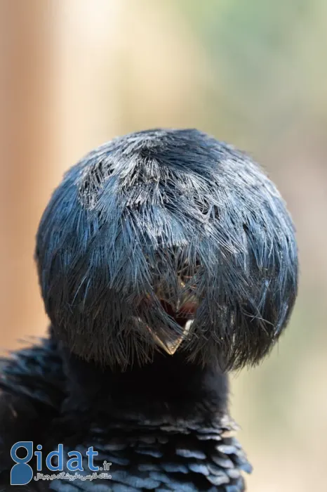 فینالیستهای مسابقه عکاسی کمدی حیاتوحش نیکون ۲۰۲۵ مشخص شدند