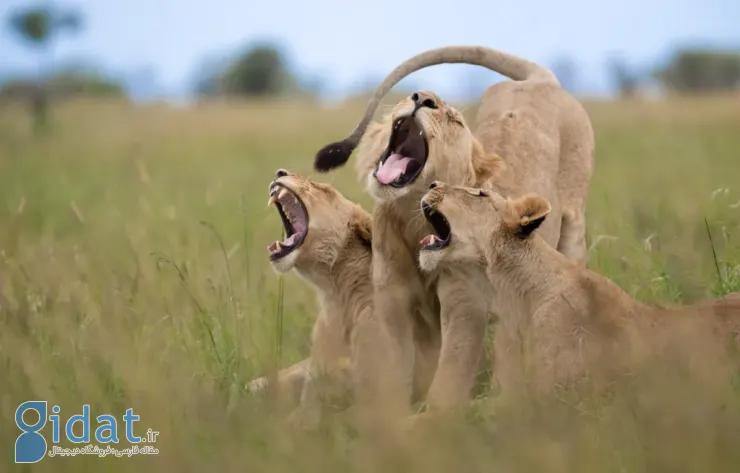 فینالیستهای مسابقه عکاسی کمدی حیاتوحش نیکون ۲۰۲۵ مشخص شدند