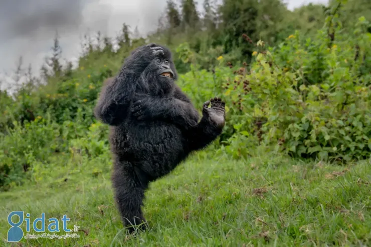 فینالیستهای مسابقه عکاسی کمدی حیاتوحش نیکون ۲۰۲۵ مشخص شدند
