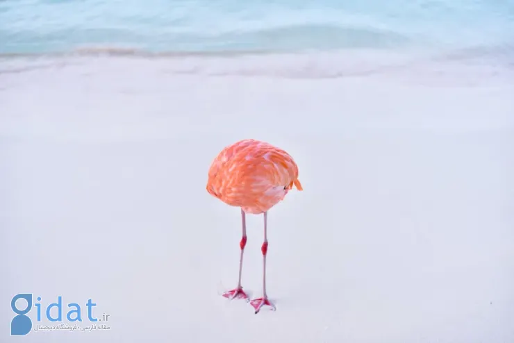 فینالیستهای مسابقه عکاسی کمدی حیاتوحش نیکون ۲۰۲۵ مشخص شدند