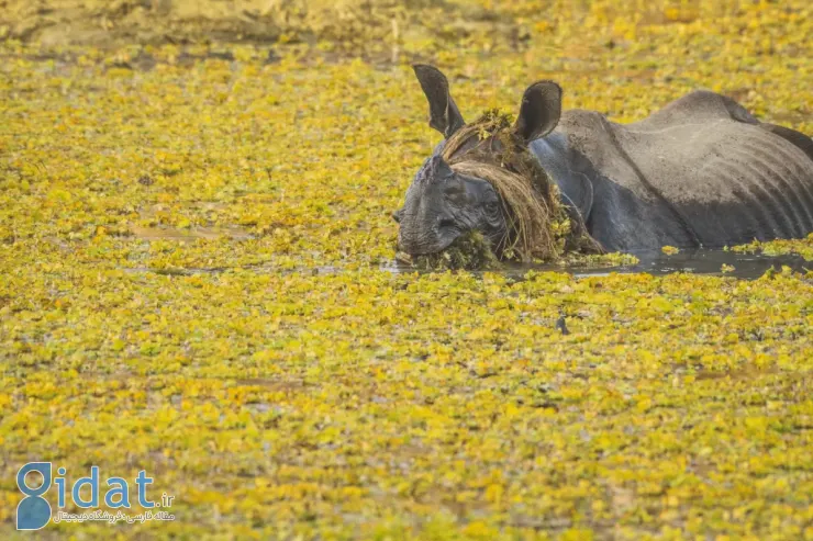 فینالیستهای مسابقه عکاسی کمدی حیاتوحش نیکون ۲۰۲۵ مشخص شدند
