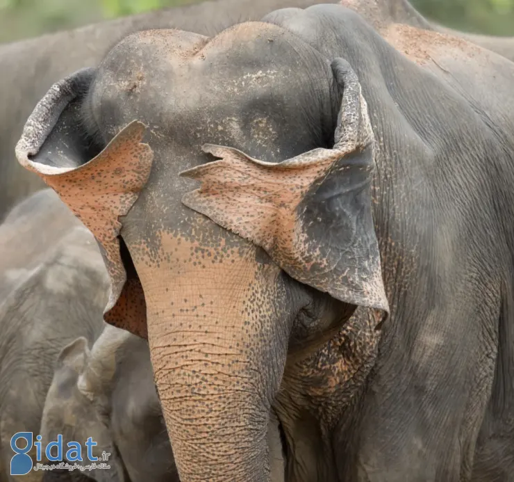 فینالیستهای مسابقه عکاسی کمدی حیاتوحش نیکون ۲۰۲۵ مشخص شدند