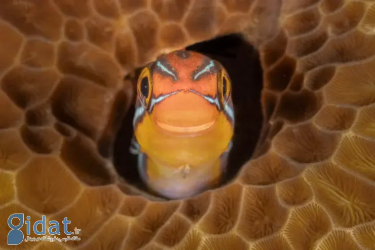 فینالیستهای مسابقه عکاسی کمدی حیاتوحش نیکون ۲۰۲۵ مشخص شدند