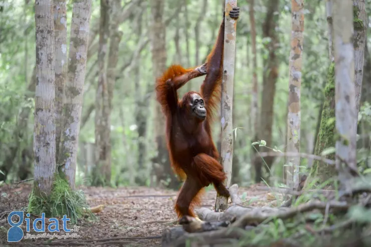 فینالیستهای مسابقه عکاسی کمدی حیاتوحش نیکون ۲۰۲۵ مشخص شدند