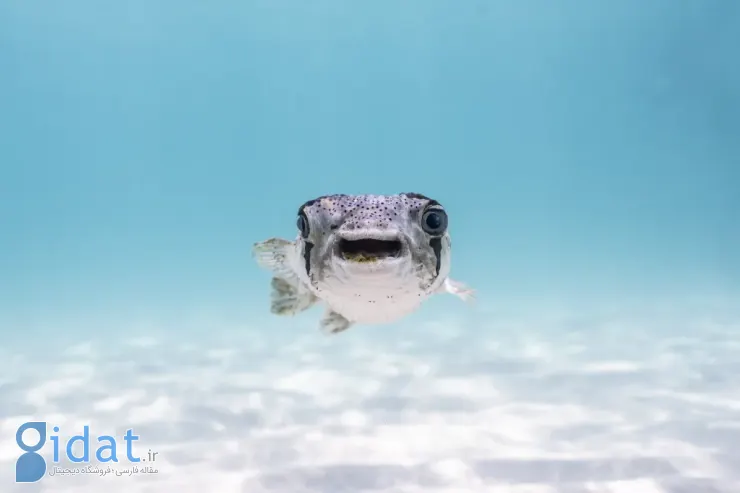 فینالیستهای مسابقه عکاسی کمدی حیاتوحش نیکون ۲۰۲۵ مشخص شدند