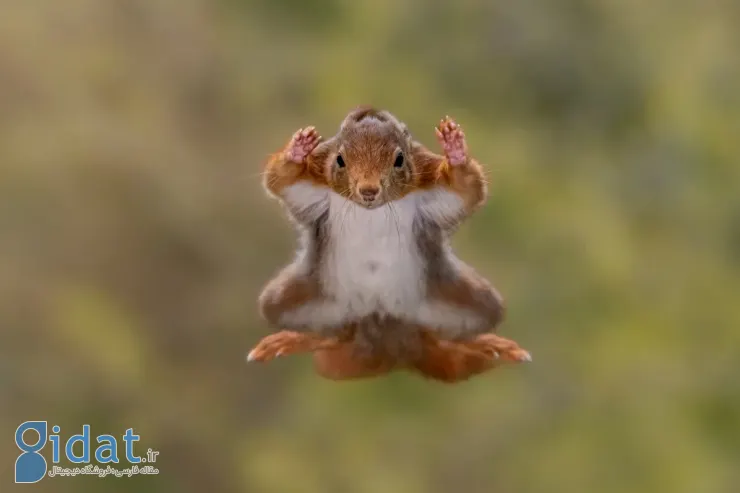 فینالیستهای مسابقه عکاسی کمدی حیاتوحش نیکون ۲۰۲۵ مشخص شدند