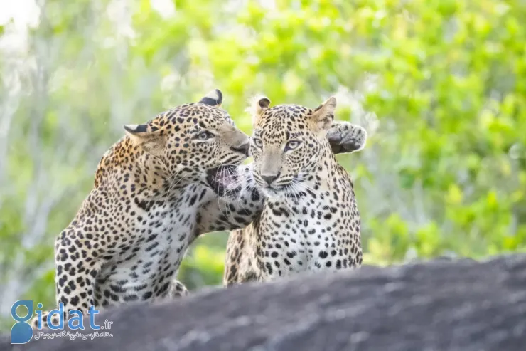 فینالیستهای مسابقه عکاسی کمدی حیاتوحش نیکون ۲۰۲۵ مشخص شدند