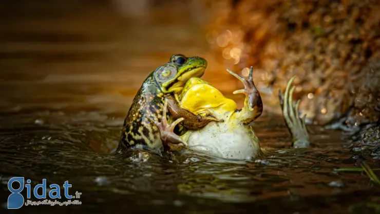فینالیستهای مسابقه عکاسی کمدی حیاتوحش نیکون ۲۰۲۵ مشخص شدند