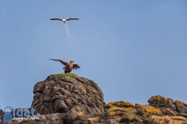 فینالیستهای مسابقه عکاسی کمدی حیاتوحش نیکون ۲۰۲۵ مشخص شدند