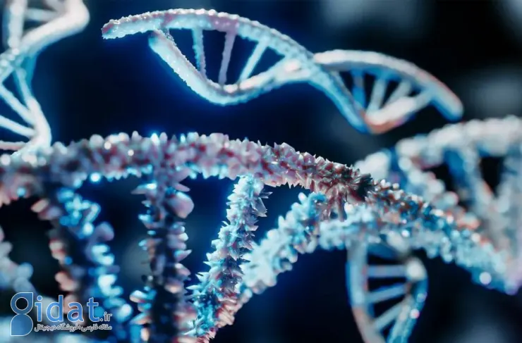 تحقیقات جدید: گونه انسان به دلیل فقدان برخی کدهای ژنتیکی از سایر نخستی ها متمایز شد