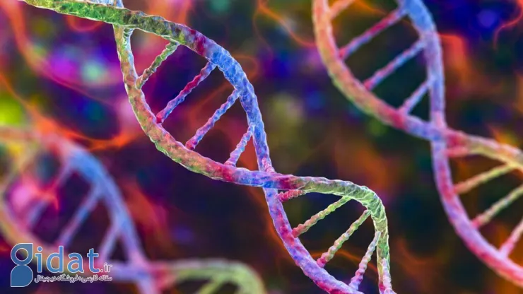 پژوهش جدید: گونه انسان به‌خاطر فقدان برخی کدهای ژنتیکی از دیگر نخستی‌ها متمایز شد