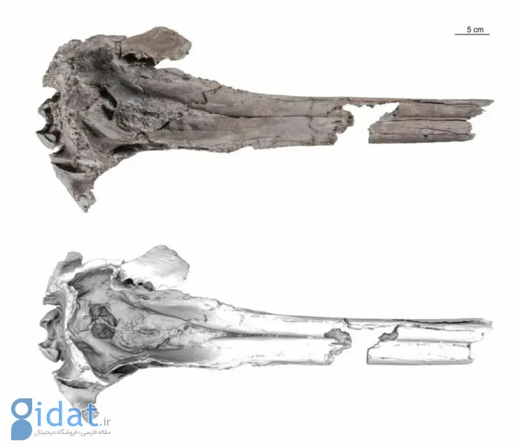 فسیل جمجمه دلفین باستانی آب شیرین