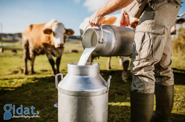 دستاورد محققان: اولین گاو تراریخته که پروتئین انسولین انسانی در شیر خود دارد