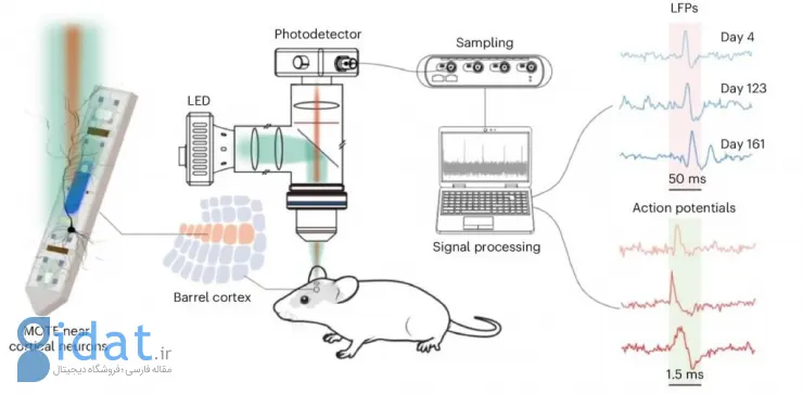 ایمپلنت برای بررسی فعالیتهای مغز
