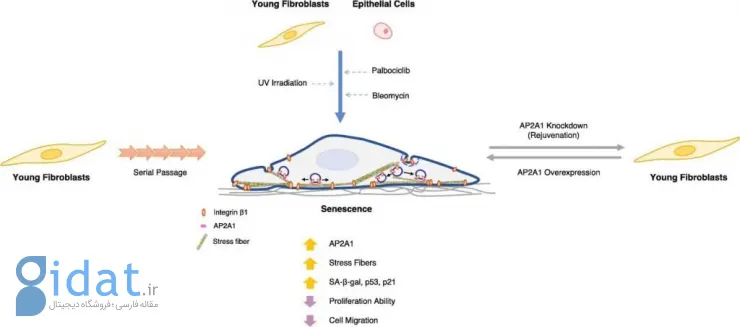 معکوس کردن پیری در سطح سلولی