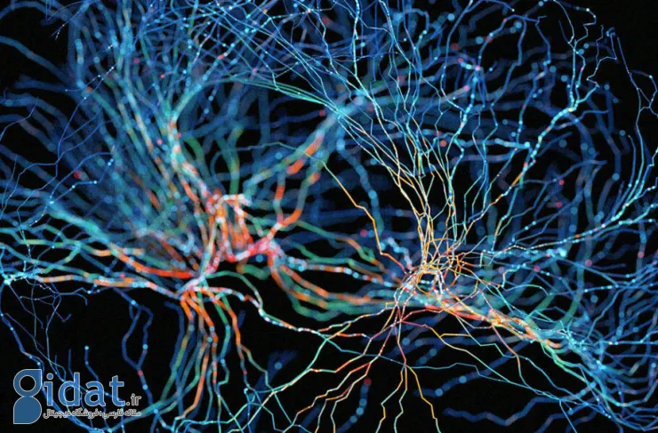 محققان برای اولین بار بافت مغز انسان را با چاپ سه بعدی تولید کردند
