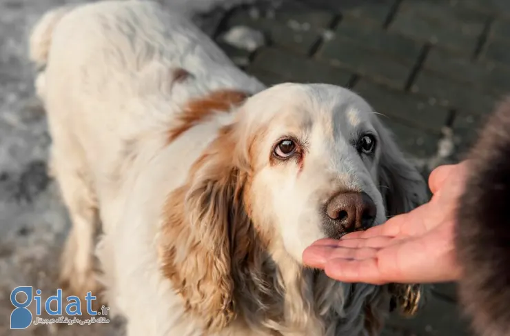 تحقیقات جدید: سگ ها با بوییدن استرس انسان واکنش های اجتنابی یا بدبینانه ای خواهند داشت
