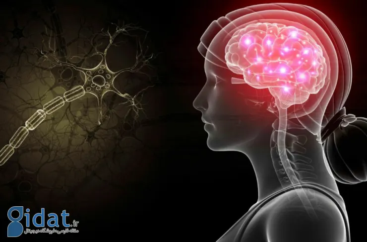 محققان: اسیدیته مغز می تواند با اختلالات عصبی و مشکلات روانی مرتبط باشد