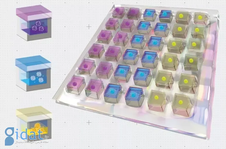 نوآوری محققان MIT: یک پچ هیدروژلی که آسیب ناشی از حمله قلبی را بهبود می‌بخشد