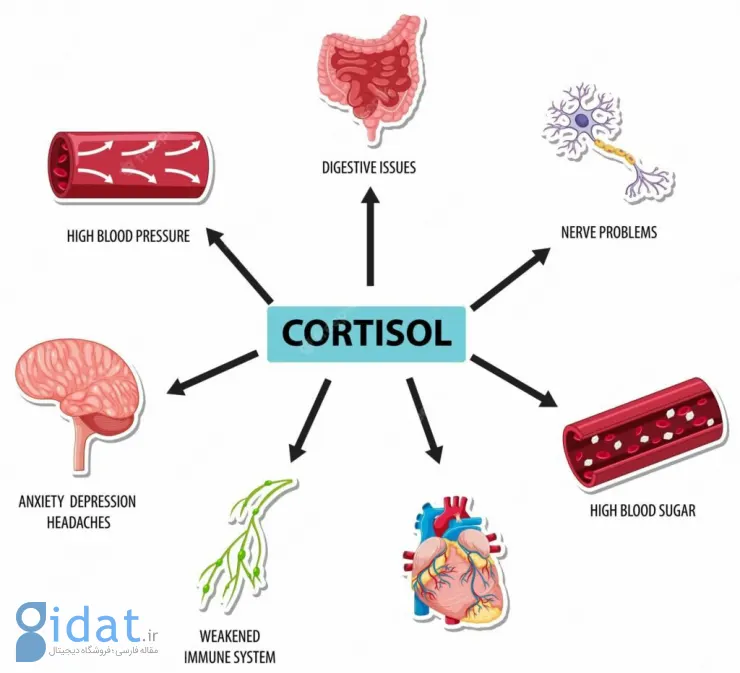 هورمون کورتیزول