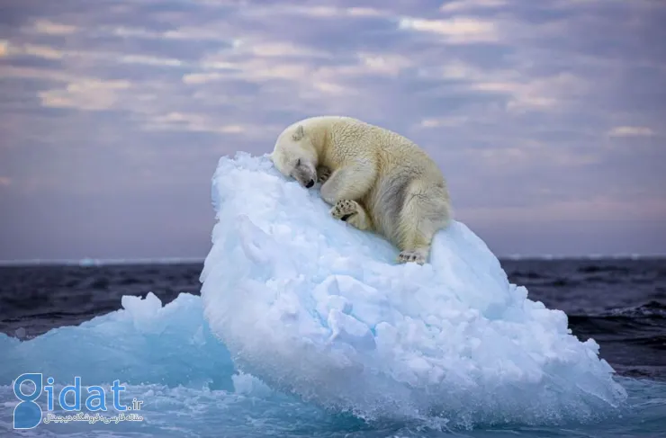 برندگان مسابقه عکاسی حیات وحش 2024 مشخص شدند. خواب خرس قطبی