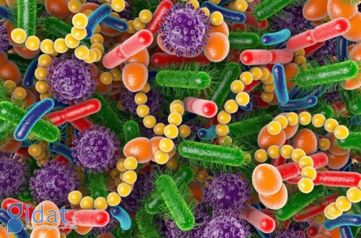 تحقیقات جدید: باکتری های روده می توانند بر سرعت روند پیری تأثیر بگذارند