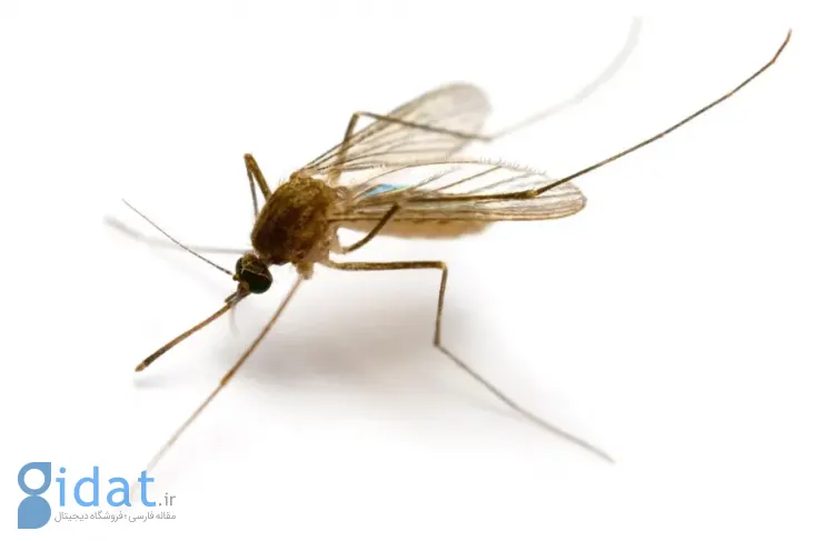 نوآوری عجیب دانشمندان: استفاده از نیش پشه برای چاپ سه بعدی با دقتی باورنکردنی