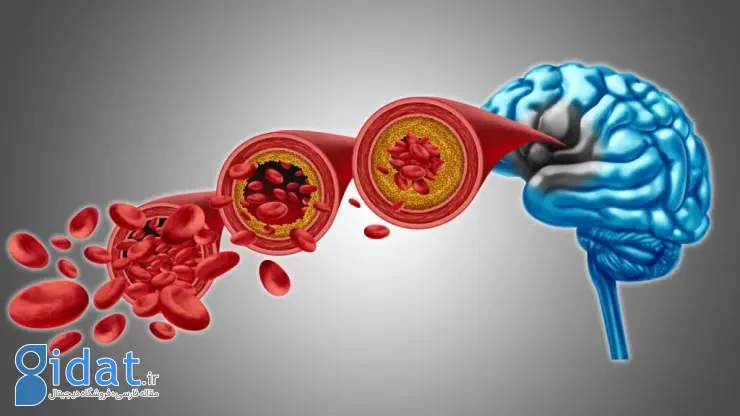 ساختار مولکولی مغز