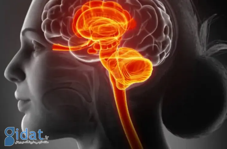 مغز چگونه برخی خاطرات را هرگز از یاد نمی‌برد؟ پژوهش جدید پاسخ می‌دهد