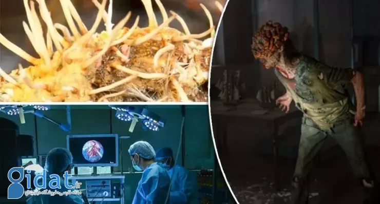 هشدار دانشمندان درباره گسترش جهانی قارچ مرگبار کاندیدا آوریس