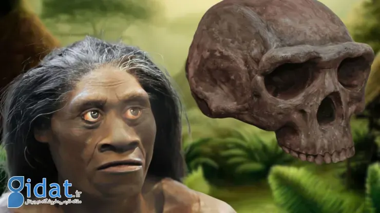 انسان فلورسی هابیت