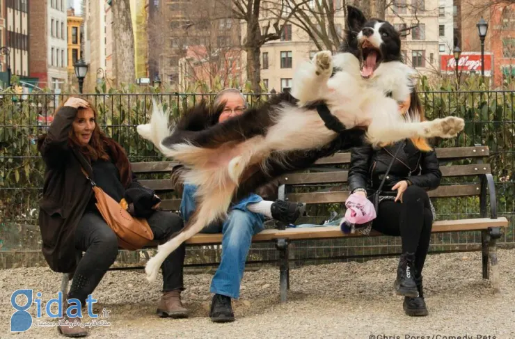 از گربه دروازه بان تا زورو سگ. نامزدهای نهایی مسابقه عکاسی کمدی حیوانات خانگی 2023 معرفی شدند