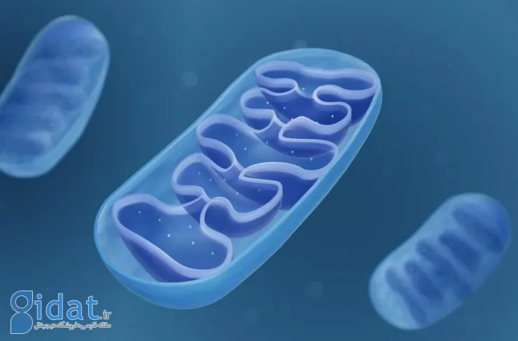 تحقیقات جدید: انتقال DNA میتوکندری به ژنوم سلول های مغز ممکن است طول عمر ما را کوتاه کند