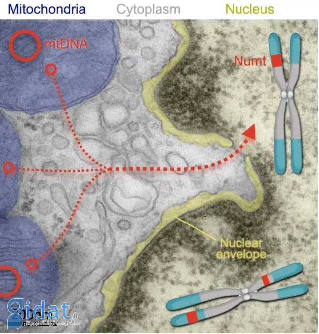 تکه‌های DNA میتوکندریایی می‌توانند از حفره‌های هسته عبور کنند و با کروموزوم سلول ادغام شوند.