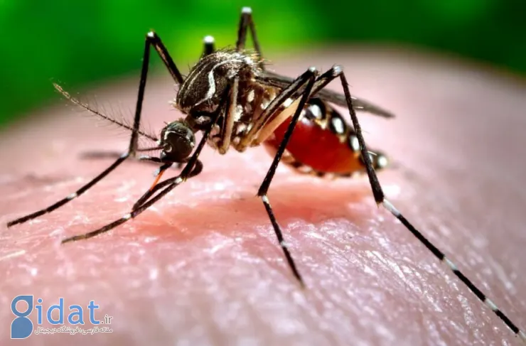 همه چیز در مورد پشه Aedes. تشخیص، علائم و درمان تب دنگی