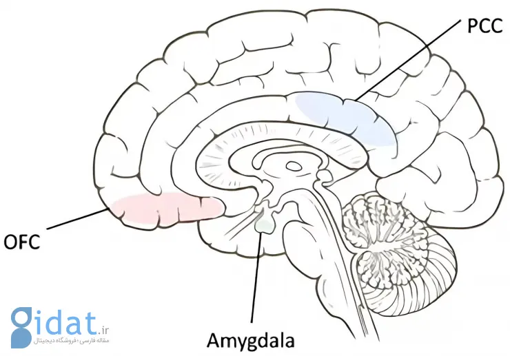 افزایش حجم ماده خاکستری مغز