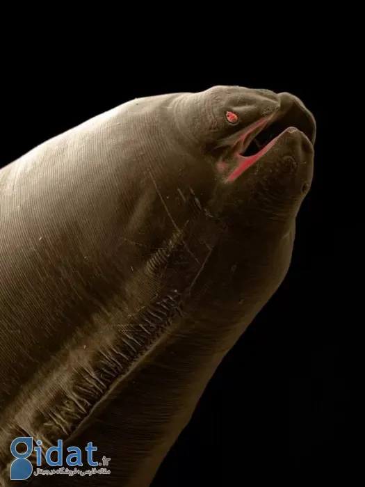 تصاویر حیرت‌آور کرم‌های انگلی که می‌توانند داخل بدن حیوانات خانگی زندگی کنند
