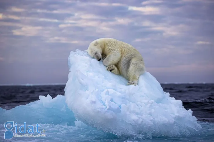 برندگان مسابقه عکاسی حیات وحش 2024 مشخص شدند؛ خواب خرس‌ قطبی