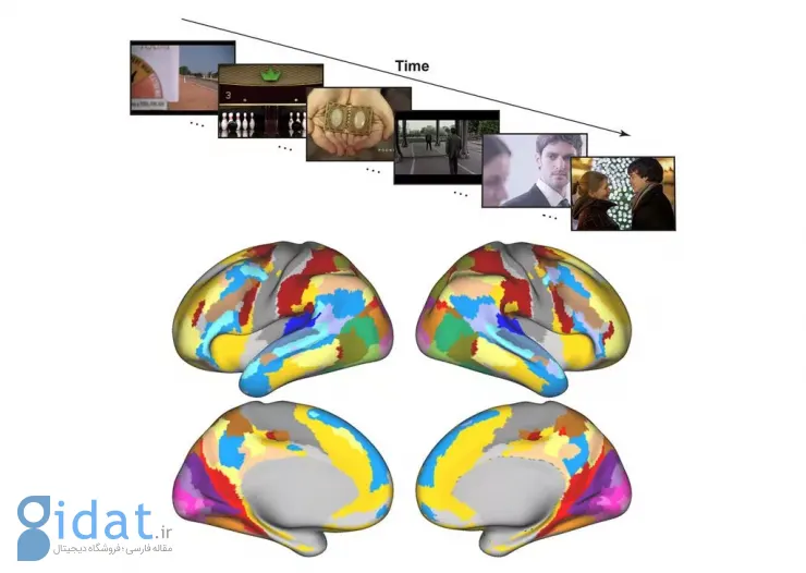 محقق ایرانی MIT عملکرد مغز را هنگام تماشای فیلم نشان داد