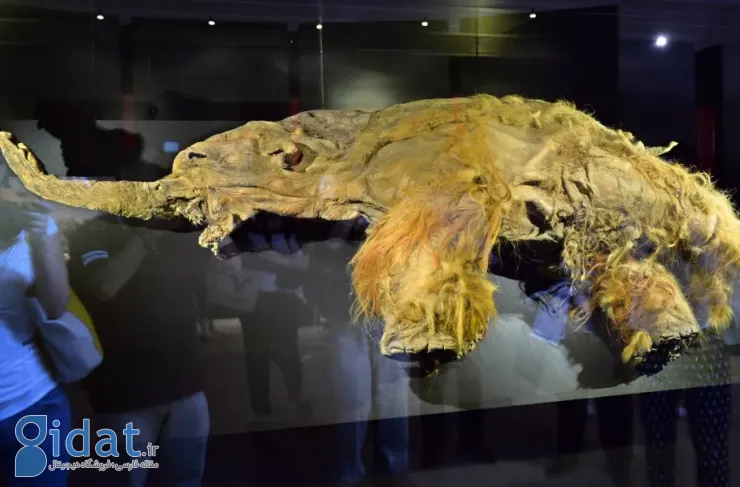 قدیمی‌ترین توالی RNA جهان در یک ماموت پشمالوی ۴۰ هزار ساله کشف شد