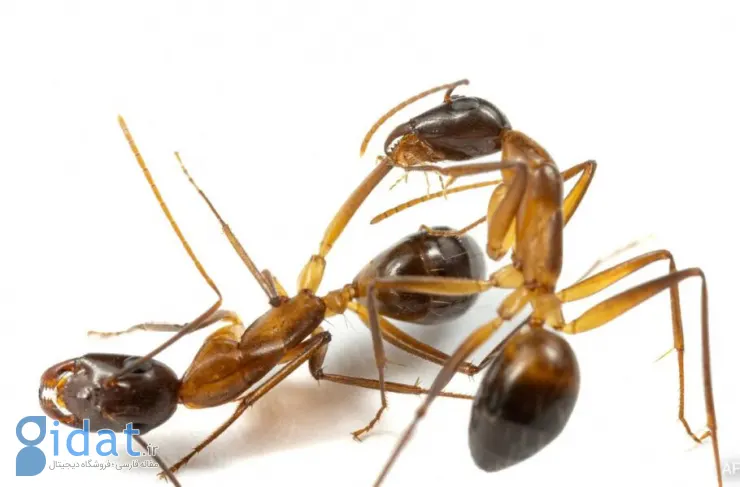 جراحی نجات: مورچه ها برای درمان لانه های آسیب دیده به قطع عضو متوسل می شوند