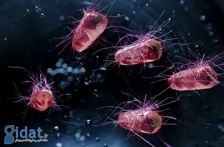 محققان نوعی باکتری روده را برای شناسایی و از بین بردن سرطان مهندسی کردند