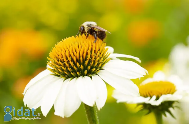مطالعه جدید: آلودگی هوا بر گرده افشانی گیاهان اثر منفی دارد