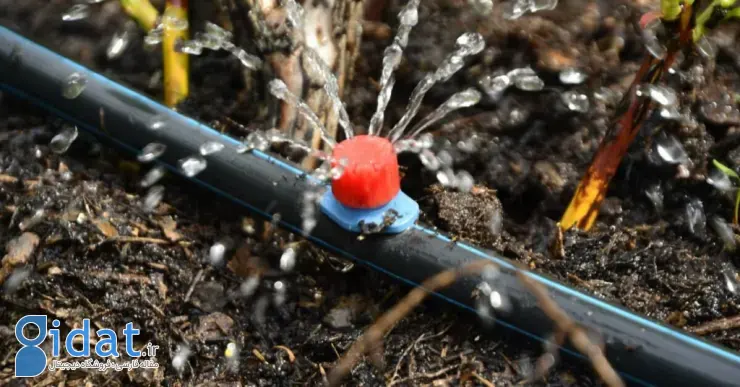 آبیاری قطرهای