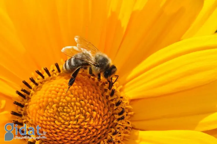 مطالعه جدید: آلودگی هوا بر گرده‌افشانی گیاهان اثر منفی می‌گذارد