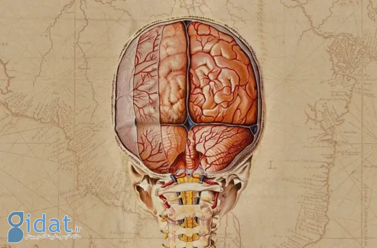 دانشمندان نقشه بسیار دقیقی از مغز انسان تهیه کردند