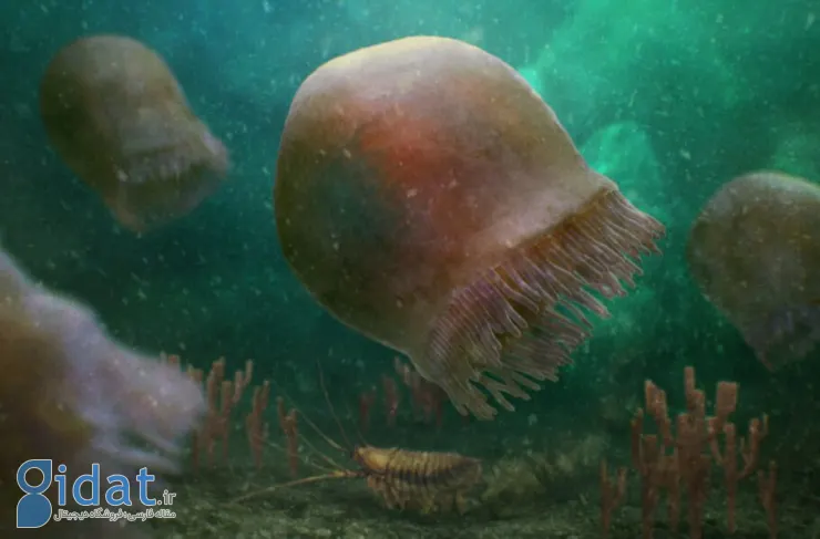 قدیمی ترین عروس دریایی جهان از روی فسیل 505 میلیون ساله شناسایی شد