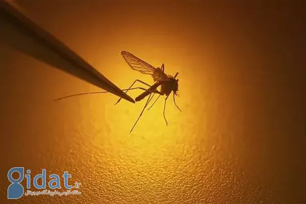 دانشمندان رابطه مستقیمی بین گرم شدن کره زمین و افزایش مالاریا گزارش می دهند