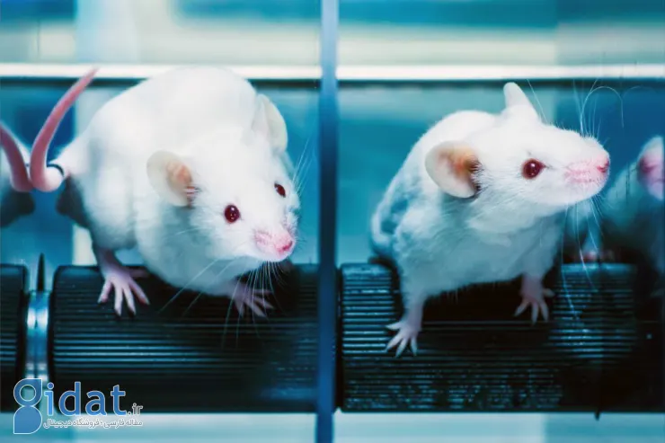 برای اولین بار در جهان: دانشمندان موش با سیستم ایمنی شبیه انسان ساختند